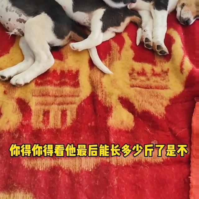 比格犬多少钱一只幼犬？比格犬多少钱一只幼犬图片！