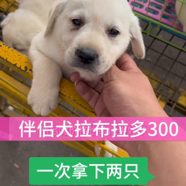 拉布拉多犬多少钱一只幼犬？建议穷人养的10种狗！