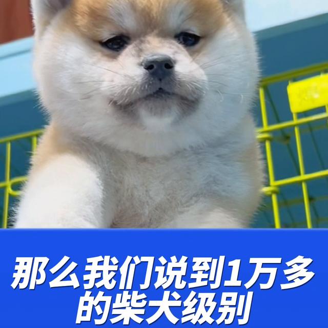 柴犬价格多少钱一只幼犬黑色？柴犬价格多少钱一只幼犬黑色的！