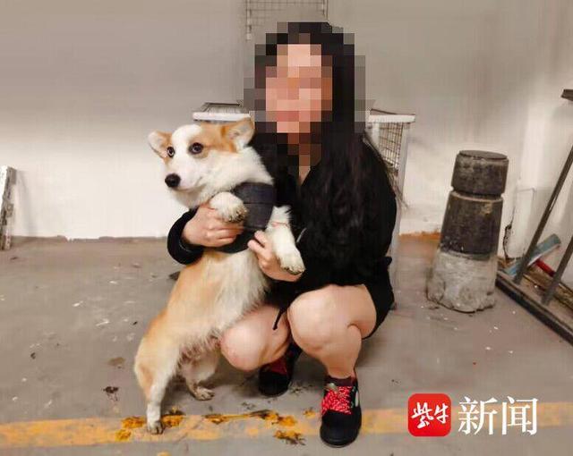 柯基多少钱一只幼犬耳朵？柯基多少钱一只幼犬最贵！