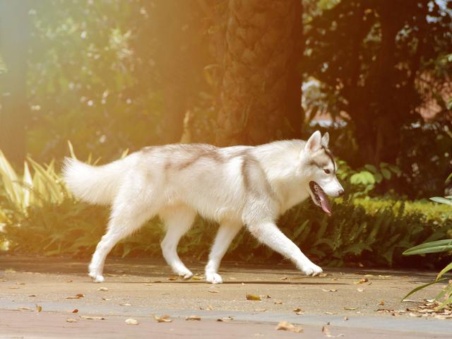 阿富汗猎犬很贵吗？阿富汗猎犬很贵吗知乎！