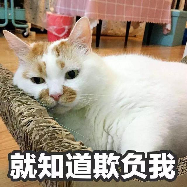 孟加拉豹猫的优缺点？养猫的人容易得15种病！