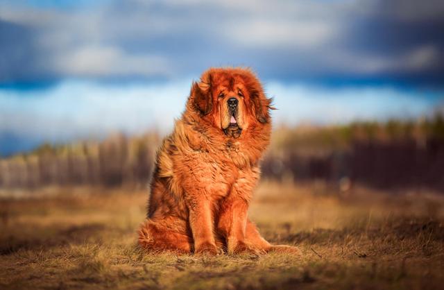 圣伯纳犬多少钱一只？圣伯纳幼犬大概多少钱！