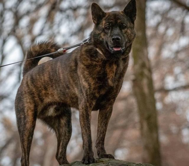 虎斑犬多少钱一只幼崽？虎斑犬一般多少钱！