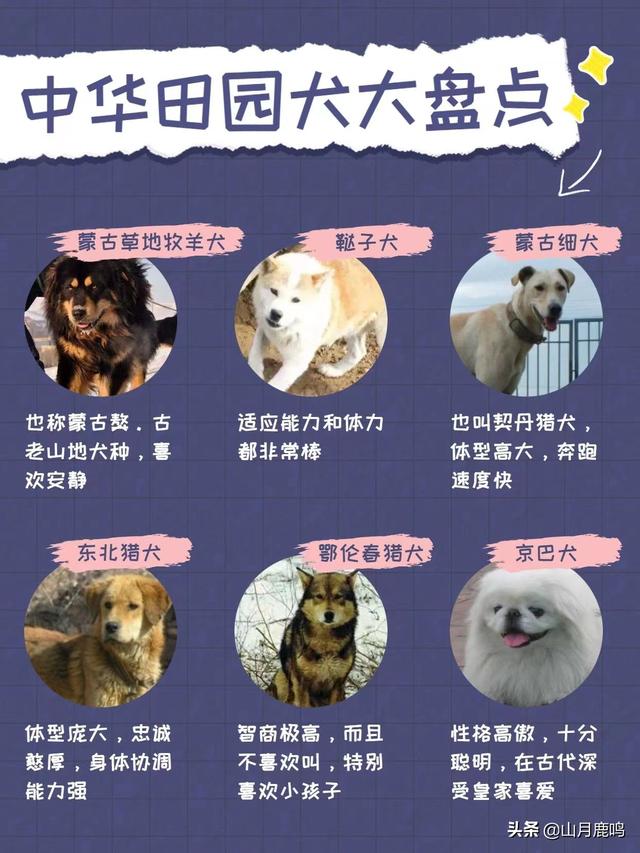 中华田园犬的价格多少钱一只（中华田园犬多少钱一条）