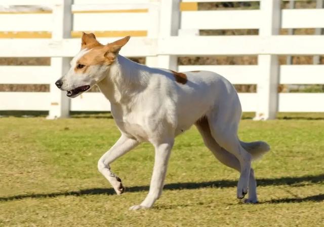 大型古牧犬图片（古牧犬图片大全）