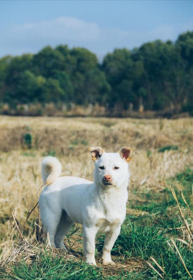 罗威纳犬多少钱一只纯种幼犬？养罗威纳犬的七大禁忌！