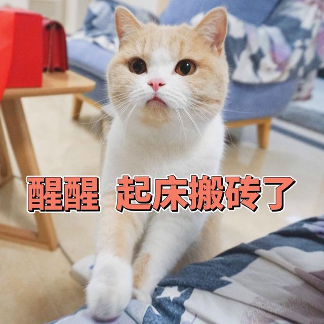 猫叫声 播放叫猫过来（猫叫声播放铃声循环）