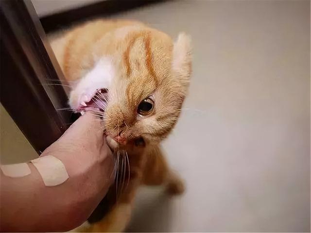 宠物猫怕什么动物（什么动物天生最怕猫）