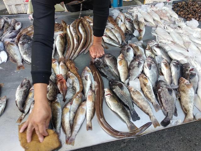 常吃的深海鱼有哪些品种（可食用深海鱼有哪些品种）