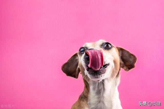 宠物狗的口水对人有害吗？狗的唾液进入嘴巴有事吗！