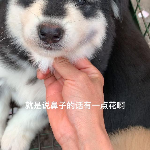 恶霸犬价格多少钱一只最低价？恶霸犬的价格多少钱一只！