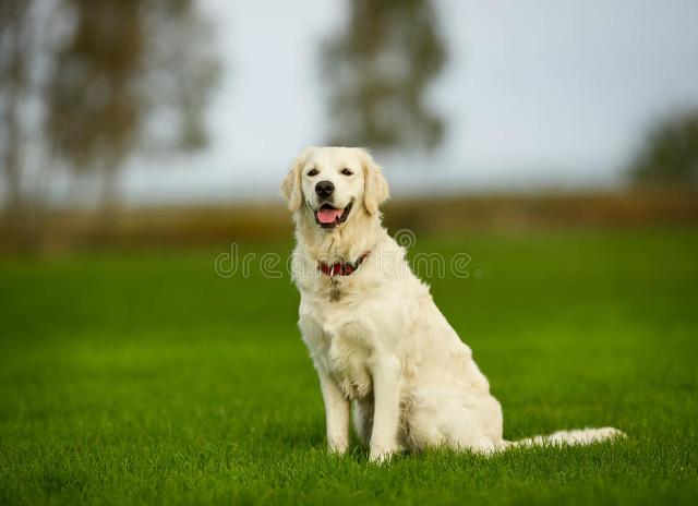 马尔济斯犬有多贵？马尔济斯小型犬价格！