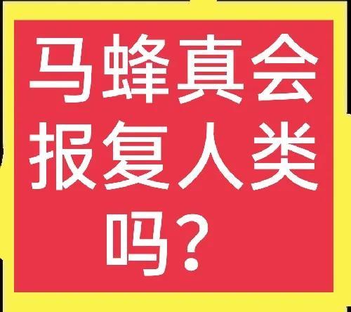 被马蜂蛰了怎么处理消肿最快止痛 红霉素（被马蜂蛰了怎么处理消肿最快止痛止痒）