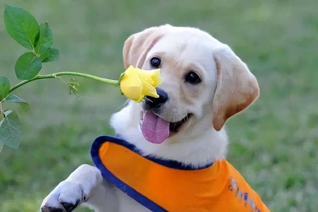 看家护院什么狗最好小型犬（看家护院大型犬哪种犬最好）