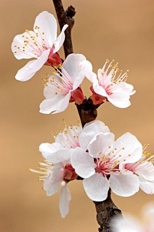 迎春花是啥颜色的（迎春花是什么颜色是什么样子的）