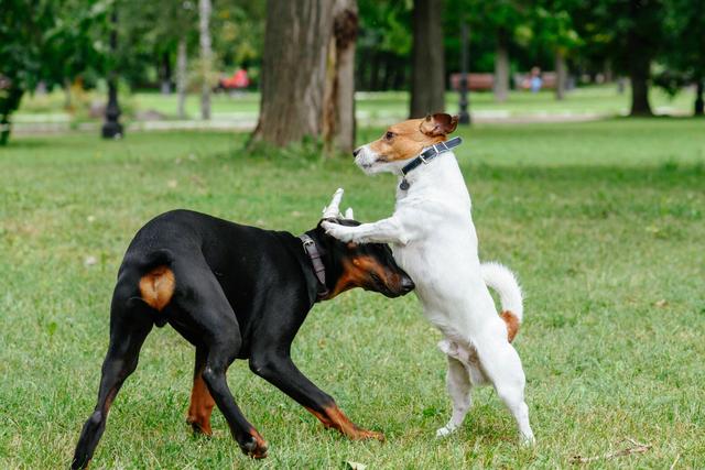 纯种杜宾犬价格多少钱一只（德国杜宾犬价格多少钱一只）