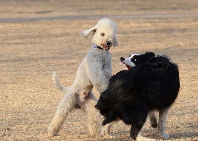 边牧犬多少钱一只幼崽图片（金毛犬多少钱一只幼崽）