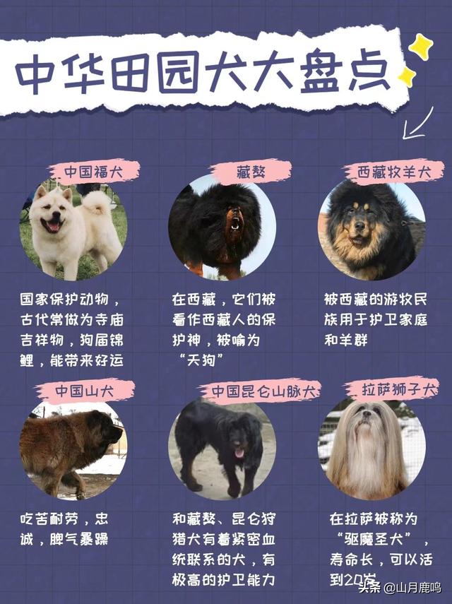 我们田园犬大多都身体强壮,智商极高,并且对人忠诚,非常适合家养,让