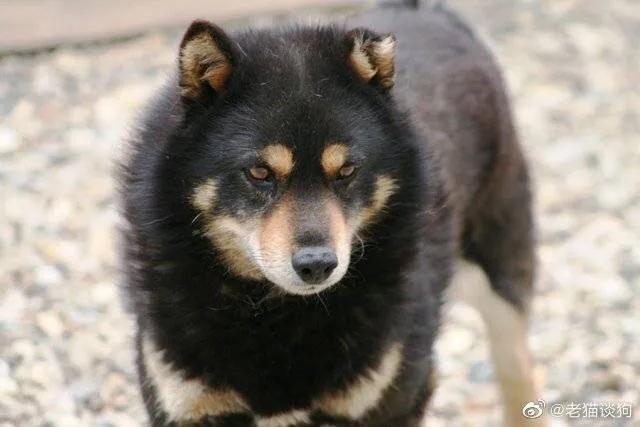 中华田园犬和土狗有什么区别图片（中华田园犬和土狗有什么区别拉布拉多）