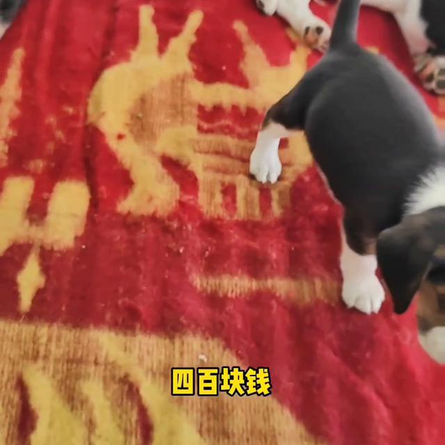 比格犬多少钱一只幼犬？比格犬多少钱一只幼犬图片！