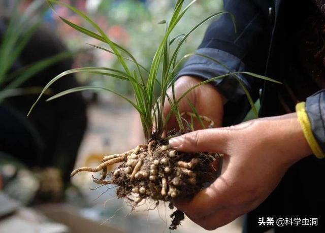 养乌龟被判刑，挖兰花获赠“银手镯”，盘点“牢底坐穿”的动植物