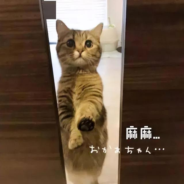 养猫头鹰犯法吗（养猫会引起呼吸道疾病吗）