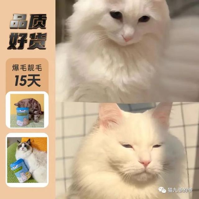 短毛波斯猫图片（黑色波斯猫图片）