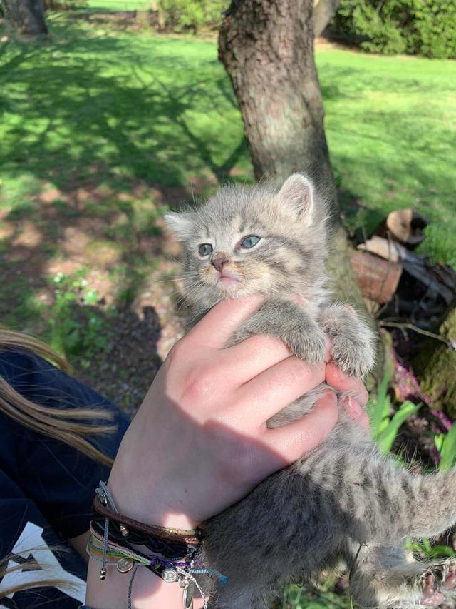 可爱到犯罪的小奶猫！这一波，心快被萌化了