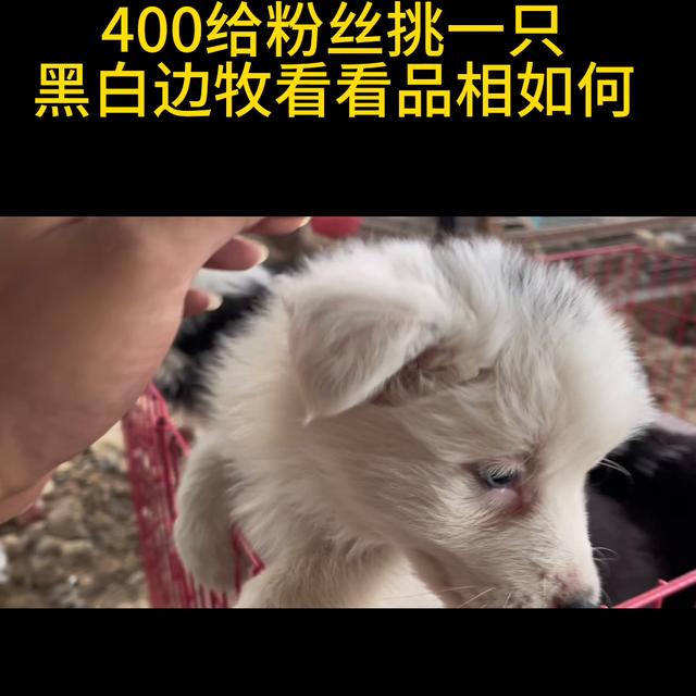 边牧幼犬多少钱一只_纯种图片？边牧幼犬多少钱一只纯种图片！