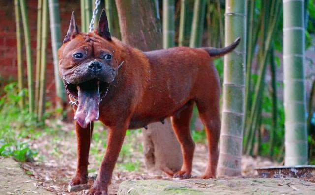 中国沙皮犬多少钱一只（中国沙皮犬原产于我国广东省,其选购要点是）