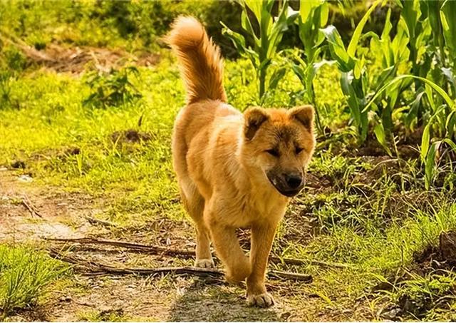 田园犬和土狗有什么不同长期喂鸡肠的狗（田园犬和土狗有什么不同纯白狗是什么品种）