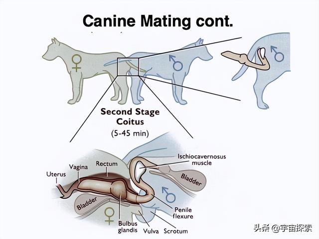为什么狗狗配完种会卡在一起图解（为什么狗狗配完种会卡在一起多长时间）