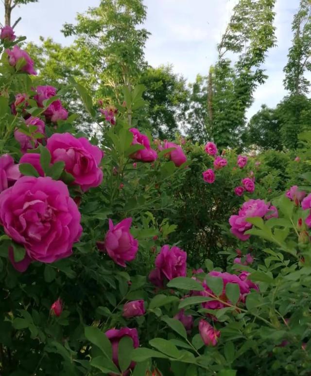 迎春花是啥颜色的（迎春花是什么颜色是什么样子的）