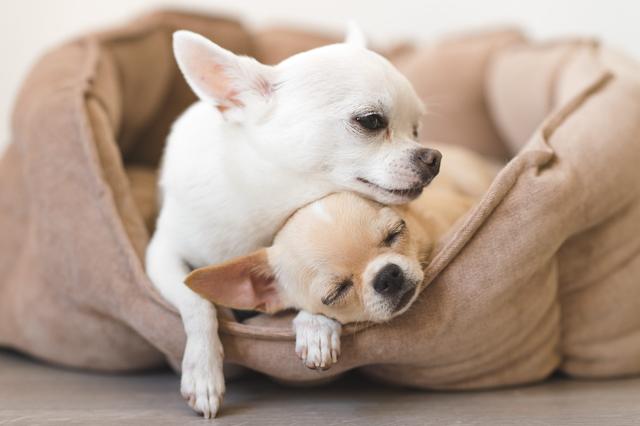 巴仙吉犬性格特征（巴仙吉犬好养吗）