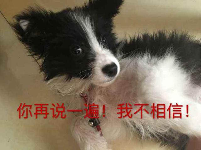 短毛边牧犬的优点和缺点（边牧犬的优点与缺点）