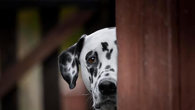 人类细小病毒症状（德牧幼犬细小病毒症状）