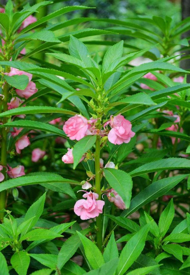 迎春花是啥颜色的（迎春花是什么颜色是什么样子的）