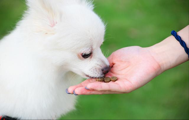 博美犬多少钱（博美犬价钱多少一只）