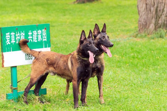 马犬图片大全 纯种 特征（马犬图片大全 纯种 10万）