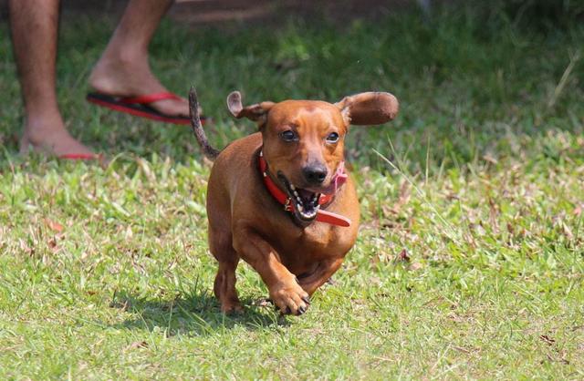 长毛腊肠犬的优点和缺点（腊肠犬的优点和缺点图片）