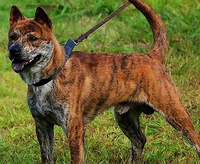 中国沙皮犬多少钱一只（中国沙皮犬原产于我国广东省,其选购要点是）