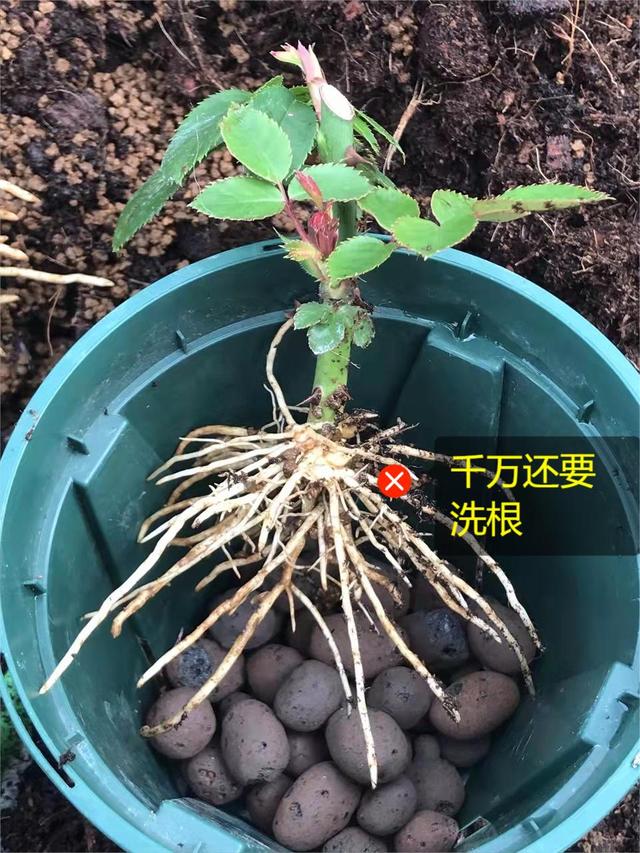 月季花的养殖方法（月季栽培）