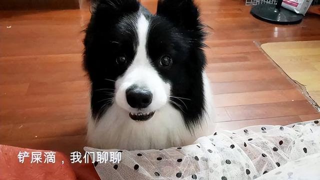 短毛边牧犬的优点和缺点（边牧犬的优点与缺点）