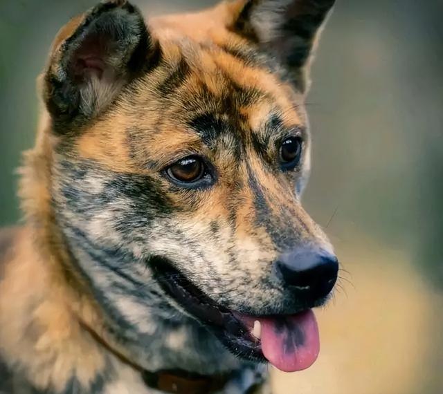 田园犬和土狗有什么不同长期喂鸡肠的狗（田园犬和土狗有什么不同纯白狗是什么品种）