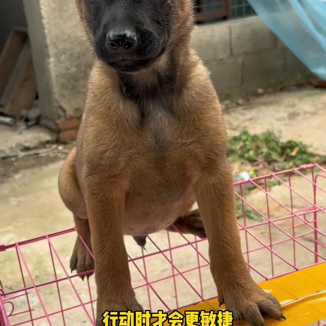 马犬多少钱一只幼犬图片？马犬多少钱一只幼犬图片及价格！