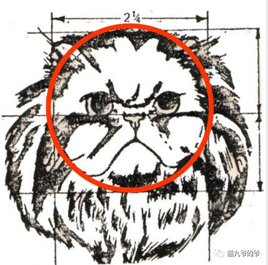 短毛波斯猫图片（黑色波斯猫图片）