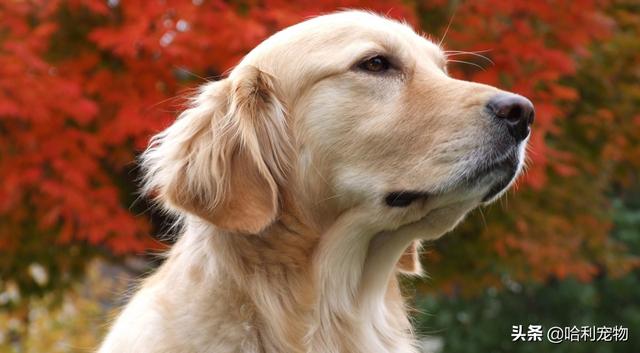 金毛犬图片大全 漂亮（黑色金毛犬图片大全）