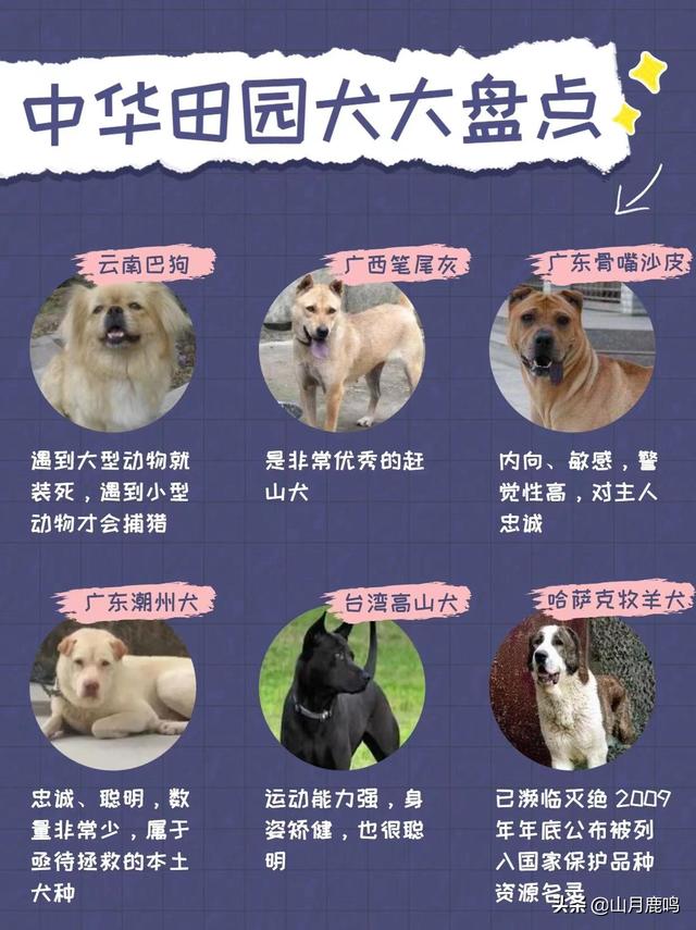 中华田园犬的价格多少钱一只（中华田园犬多少钱一条）