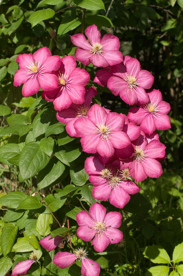 迎春花是啥颜色的（迎春花是什么颜色是什么样子的）